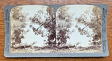 Stereoview Card Underwood