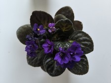 Violets