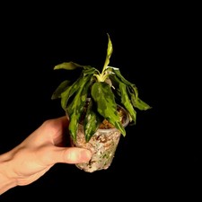 Aglaonema pictum 'Tricolor'