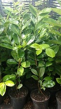 6X CHERRY LAUREL PLANTS EVERGREEN HEDGING TREES SHRUBS 2.5-3 FOOT TALL 2LT POTS