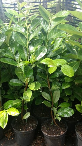 Cherry laurel plants - cherry,