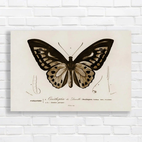 Ornithoptera darville - ornithoptera, de