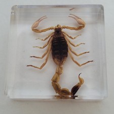 Real GOLDEN SCORPION Genuine