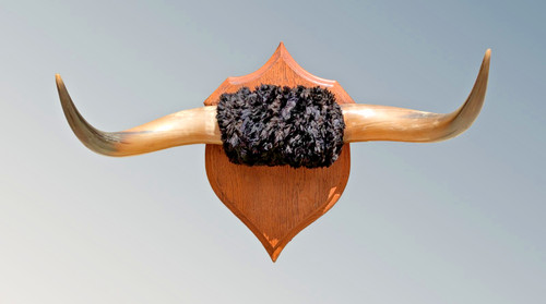 Set steer horns - steer,