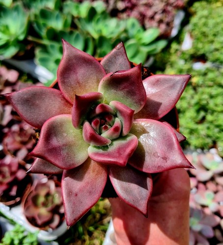 Echeveria romeo rubin red - echeveria,