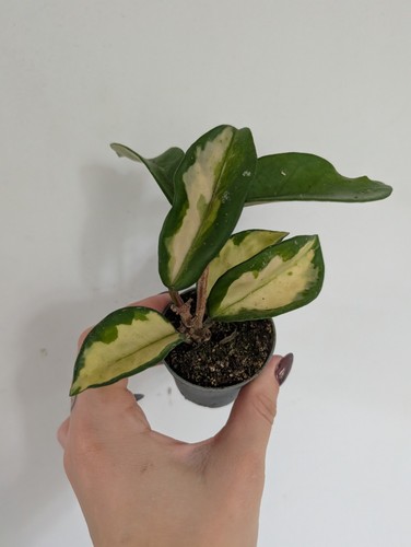 Variegated hoya carnosa - variegated,