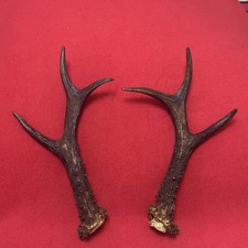 PAIR OF FANCY ROE DEER ANTLERS , 263g. aprox. 24,5/25,5cm.