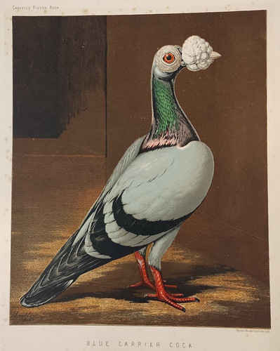 Antique pigeon print blue - print,
