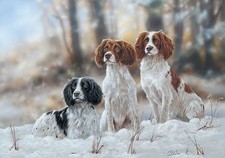 Springer Spaniel snowy Christmas cards pack of 10 by Paul Doyle C731x
