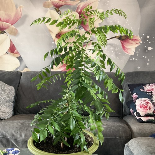 Curry leaf plant - leaf, (murraya)