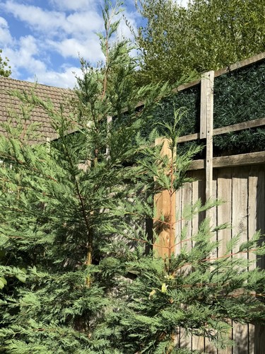 Leylandii saplings buy one get - leylandii,