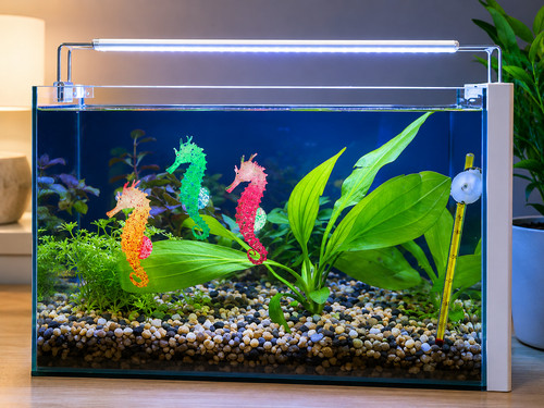 Glow seahorse aquarium - seahorse,