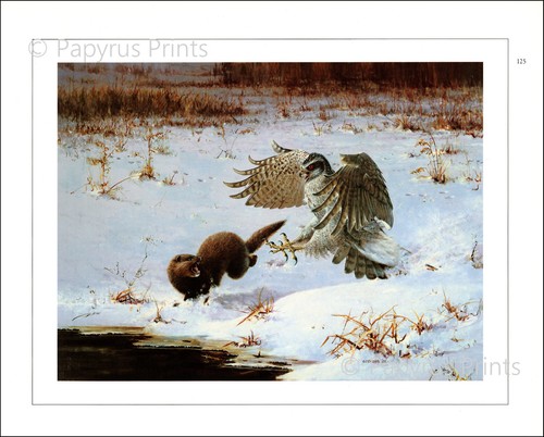 1983 vintage print goshawk - 1983,