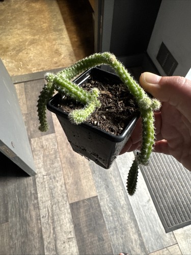 Monkey tail cactus 7 cm - monkey, in