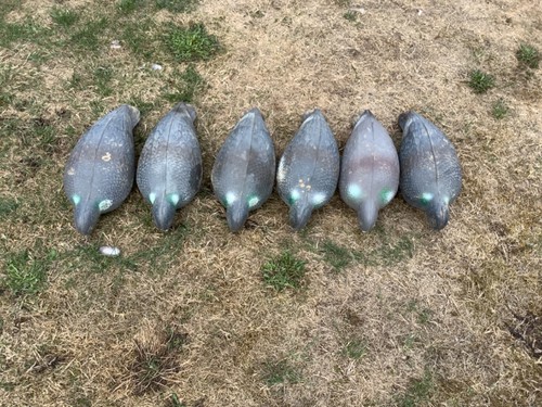 Pigeon decoys full - bodied, 6