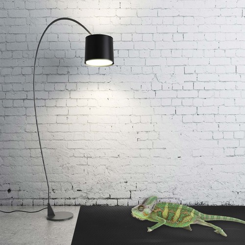 Bearded dragon substrates - dragon,