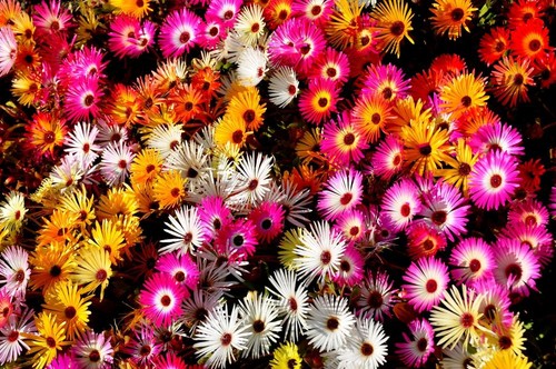 Ice plant 300 - seeds, -sheer