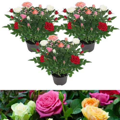 Rose indoor quattro - quattro,
