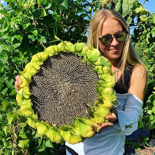 Giant sunflower seeds - seeds,