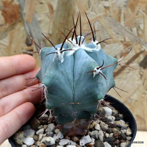 Echinocactus platyacanthus
