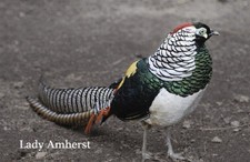 *12* Lady Amherest Pheasant
