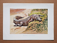 A Sleeping Crocodile, Uganda -