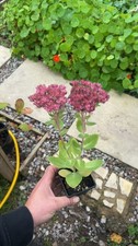 Sedum - Autumn Joy 9cm Pot - Established Plant Shrub - UK SELLER