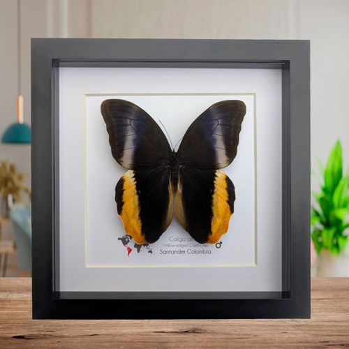 Framed caligo atreus - framed,