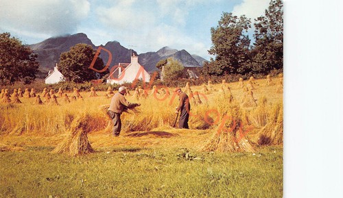 Cutting the corn - cutting, torrin