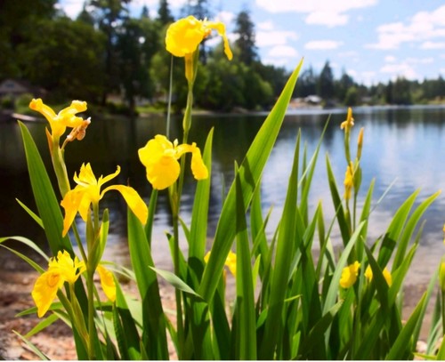 Yellow flag iris pseudacorus - ,