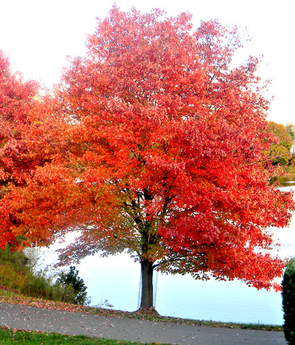 Acer rubrum beautiful red - acer, rubrum-