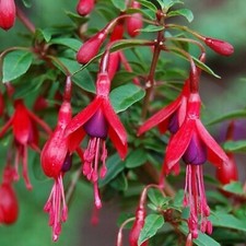 6  Hardy Fuchsia David