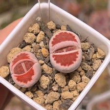 Exact Plant，2pcs Lithops Lithop karasmontana 'Top Red'，Living Stone