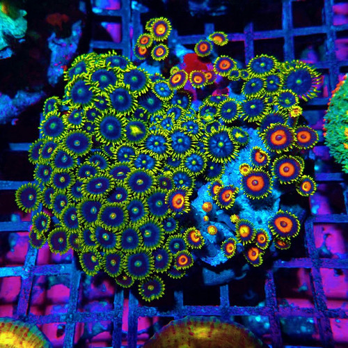 Wysiwyg mix zoas premium - mix,