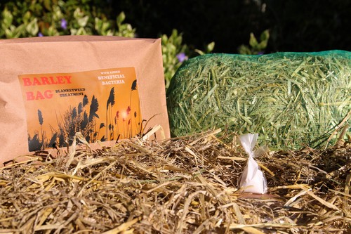 Barley straw bale for - bale, ponds