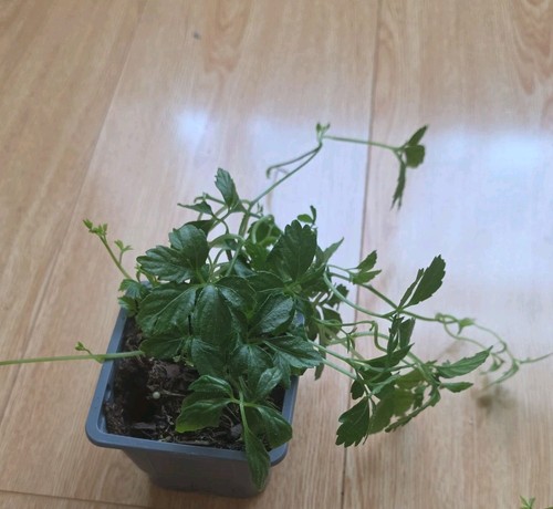Jiaogulan ginseng tea of - , jiaogulan*