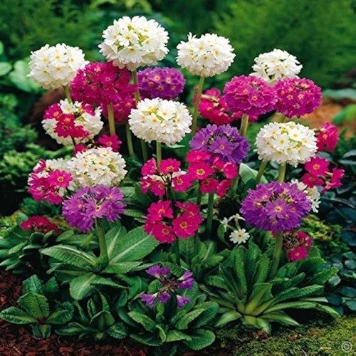 Primula denticulata - primula,