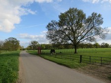 Photo 6x4 Horse and phone box