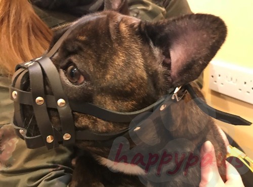 Leather dog muzzle french - dog,