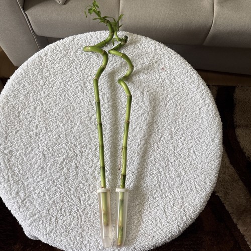 Lucky bamboo 45 - lucky,