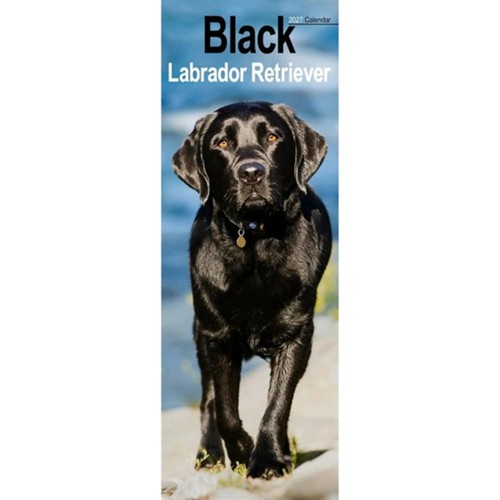 Black labrador retriever - black,