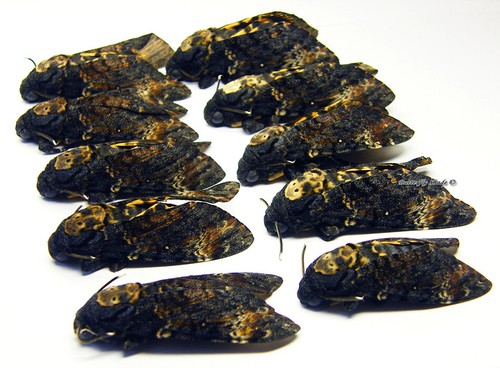 Unmounted butterfly sphingidae - unmounted, butterfly/sphingidae