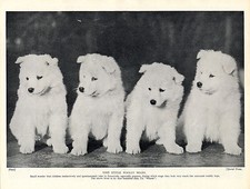 SAMOYED FOUR CUTE PUPPIES LOVELY OLD ORIGINAL 1934 DOG PRINT