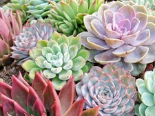 House Leek - Sempervivum 10x