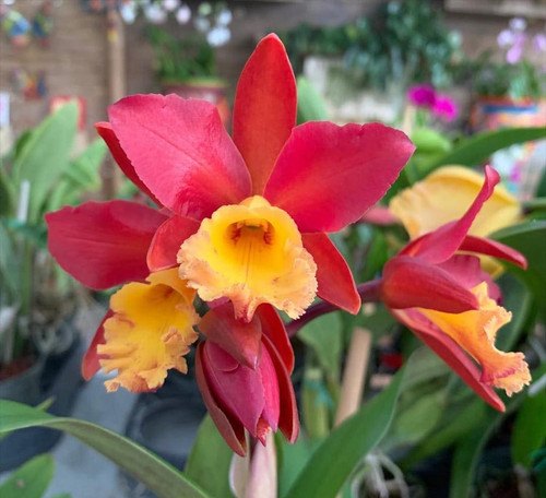 Blc lily marie almas - marie,