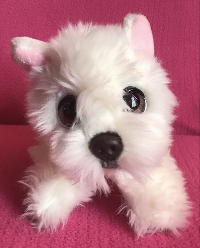 Keel cuddle puppies westie - keel,