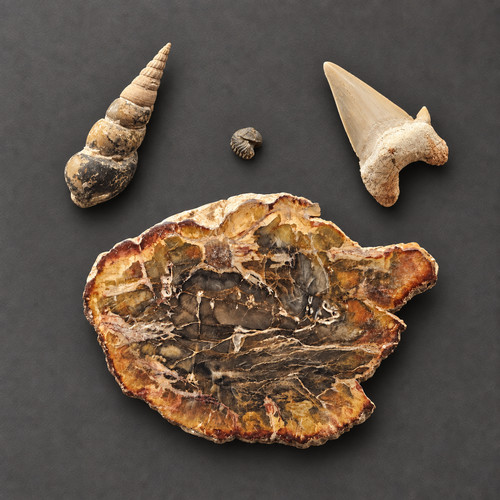 First fossil collection - fossil, 4