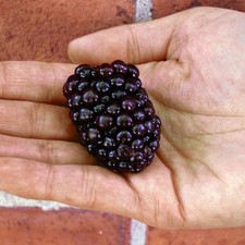 Giant Sweet Blackberry☆KIOWA☆50-Seeds☆Up to3"~10-12g☆One Bush~15-18kg☆UK Seller!