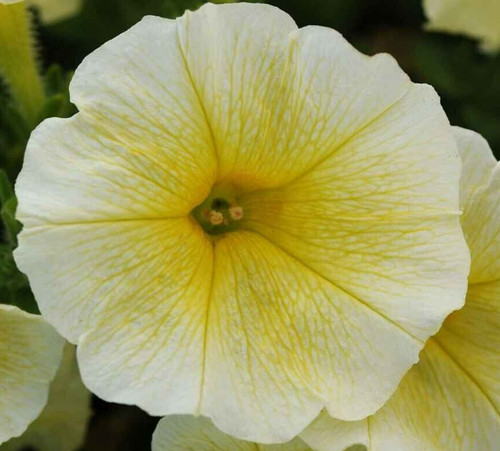 Prism sunshine petunia - prism,