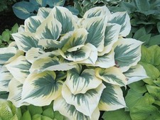 Hosta Liberty   ( 2 lt Pot